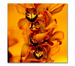 Необычная орхидея 