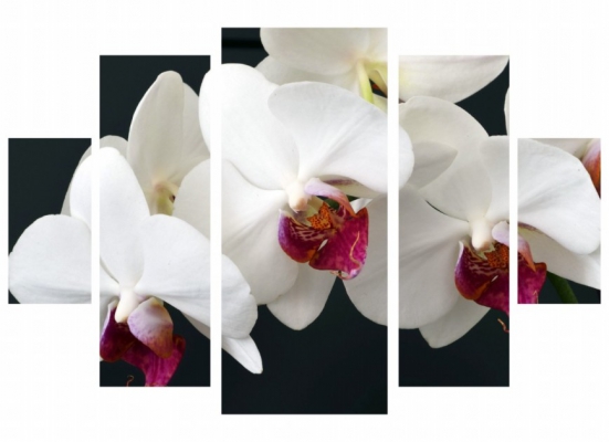 фото картины с цветами Нежная орхидея  