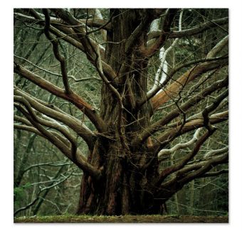 фото картины с природой Старое дерево 05-19