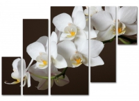 Белая орхидея.Ветка