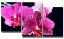 фото картины с цветами Лепестки орхидеи  