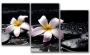картинка Цветы на камнях 03М-120х70 от магазина модульных картин Приоритет