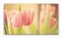 фото картины с цветами Розовые тюльпаны 