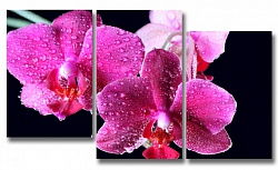 Лепестки орхидеи 