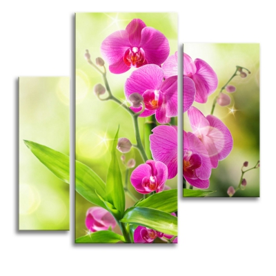 фото картины с цветами Красота орхидеи 