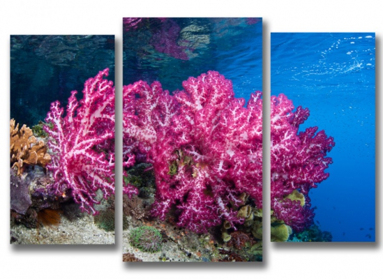 фото картины с природой Краски подводного мира 05-61М