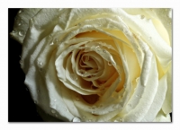 Белая  роза 