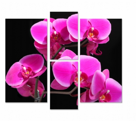 фото картины с цветами Малиновая орхидея.Цветы 