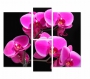 фото картины с цветами Малиновая орхидея.Цветы 