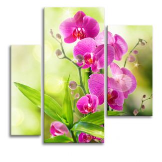 фото картины с цветами Красота орхидеи 