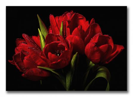 фото картины с цветами Алые тюльпаны  