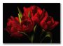 фото картины с цветами Алые тюльпаны  
