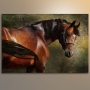 Картина Благородная лошадь из раздела Лошади