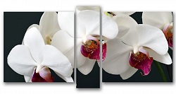 Триптих.Нежная орхидея