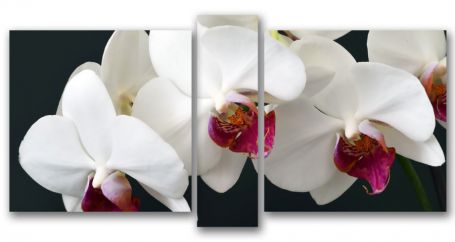 фото картины с цветами Триптих.Нежная орхидея 