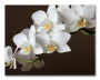 фото картины с цветами Белая орхидея  