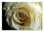 фото картины с цветами Белая  роза  