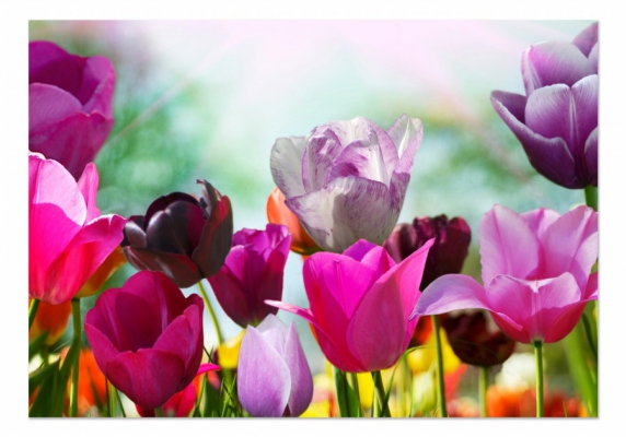 фото картины с цветами Разноцветные тюльпаны 