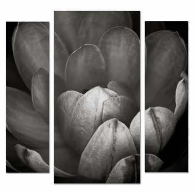 картинка Триптих Цветок 06-55М от магазина модульных картин Приоритет