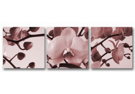 фото картины с цветами Триптих. Орхидея  