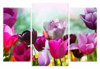Триптих.Разноцветные тюльпаны 
