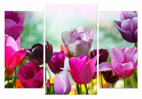 картинка Триптих.Разноцветные тюльпаны  от магазина модульных картин Приоритет