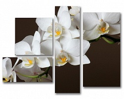 Белая орхидея.Цветы