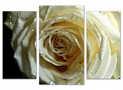 Триптих.Белая роза 