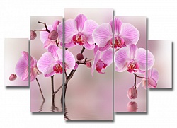 Великолепная орхидея 
