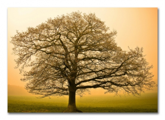 фото картины с природой Дерево на рассвете 05-46