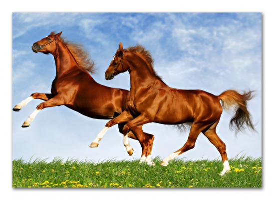 Картина Грациозные лошади 05-58 из раздела Лошади