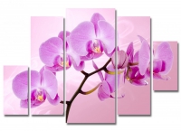 Волшебство орхидеи 