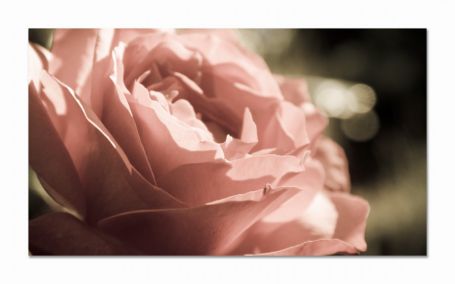 фото картины с цветами Нежная роза  