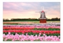 фото картины с цветами Голландия  