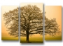 фото картины с природой Дерево на рассвете 05-46М