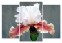 фото картины с цветами Белый ирис 06-01М 