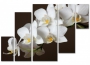 фото картины с цветами Белая орхидея.Ветка 