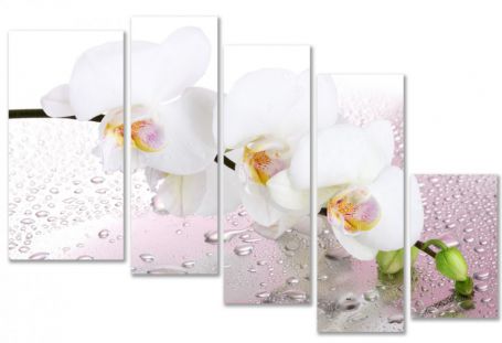 картинка Веточка орхидеи  от магазина модульных картин Приоритет