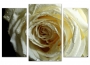 картинка Триптих.Белая роза  от магазина модульных картин Приоритет