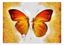 Картина Бабочка 04-30 из раздела Бабочки