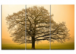 Дерево на рассвете. Триптих