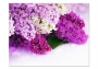 фото картины с цветами Ветка сирени 06-11 