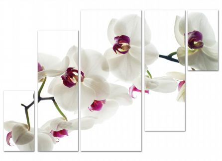 фото картины с цветами Орхидея прекрасная  