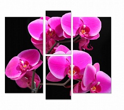 Малиновая орхидея.Цветы