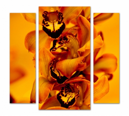 картинка Триптих.Необычная орхидея   от магазина модульных картин Приоритет