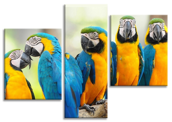 Картина Разноцветные попугаи из раздела Голуби