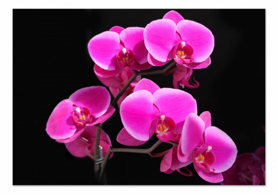 фото картины с цветами Малиновая орхидея  